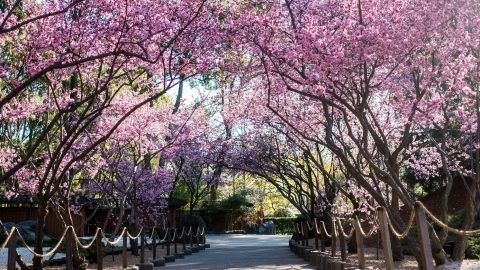 523545 cherryblossomflowers1 1 e1752715155271